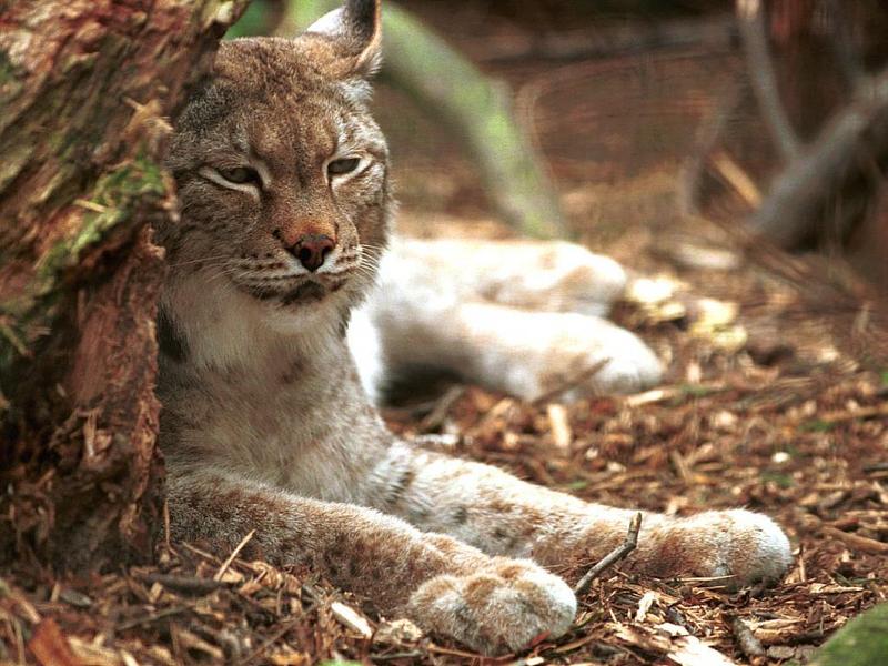Eurasian Lynx (Lynx lynx) {!--스라소니-->; DISPLAY FULL IMAGE.