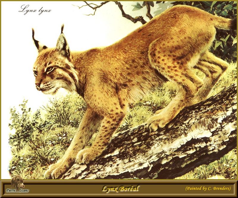 [Animal Art - Carl Brenders] Eurasian Lynx (Lynx lynx) {!--스라소니-->; DISPLAY FULL IMAGE.