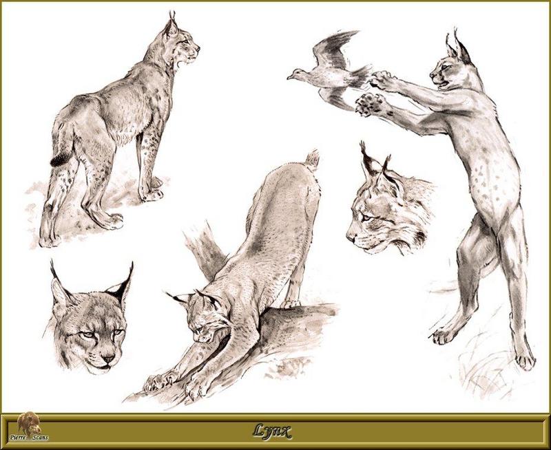 [Animal Art - Robert Dallet] Eurasian Lynx (Lynx lynx) {!--스라소니-->; DISPLAY FULL IMAGE.