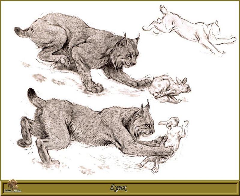 [Animal Art - Robert Dallet] Eurasian Lynx (Lynx lynx) {!--스라소니-->; DISPLAY FULL IMAGE.