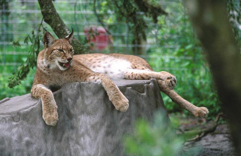 Eurasian Lynx (Lynx lynx) {!--스라소니-->; DISPLAY FULL IMAGE.
