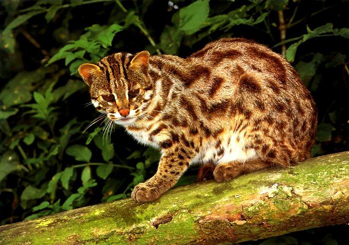 Asian Leopard Cat (Prionailurus bengalensis) {!--삵(살쾡이)-->; Image ONLY