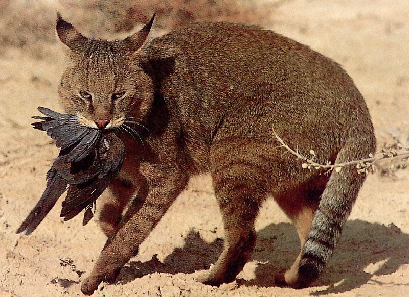 Jungle Cat (Felis chaus) {!--정글살쾡이-->; DISPLAY FULL IMAGE.