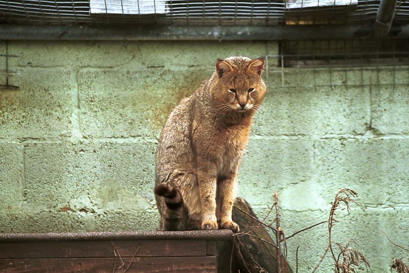 Jungle Cat (Felis chaus) {!--정글살쾡이-->; DISPLAY FULL IMAGE.