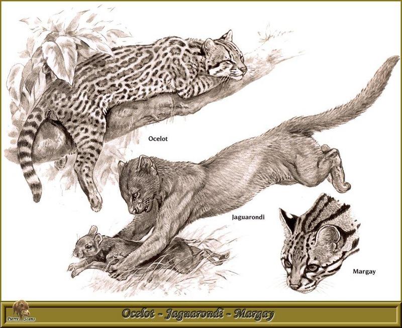 [Animal Art - Robert Dallet] Jaguarundi (Herpailurus yaguarondi) {!--족제비고양이(하구아룬디)-->; DISPLAY FULL IMAGE.