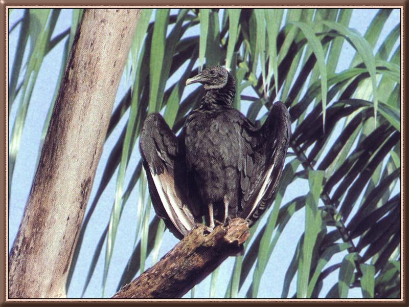 American Black Vulture (Coragyps atratus) {!--검은대머리수리-->; DISPLAY FULL IMAGE.