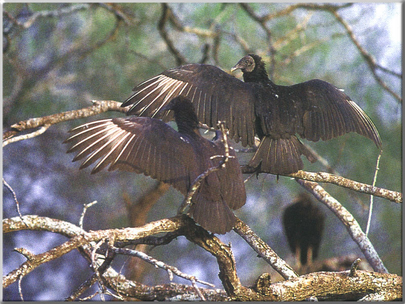 American Black Vultures (Coragyps atratus) {!--검은대머리수리-->; DISPLAY FULL IMAGE.