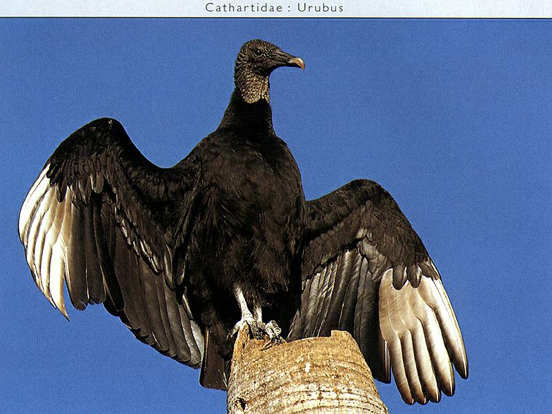 American Black Vulture (Coragyps atratus) {!--검은대머리수리-->; DISPLAY FULL IMAGE.