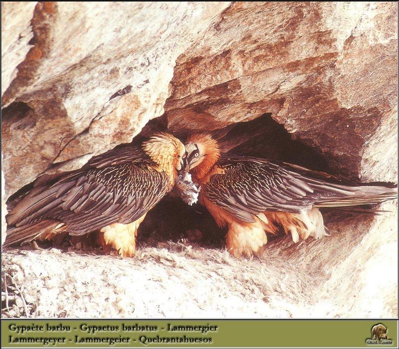 Lammergeier (Gypaetus barbatus) {!--수염수리-->; DISPLAY FULL IMAGE.