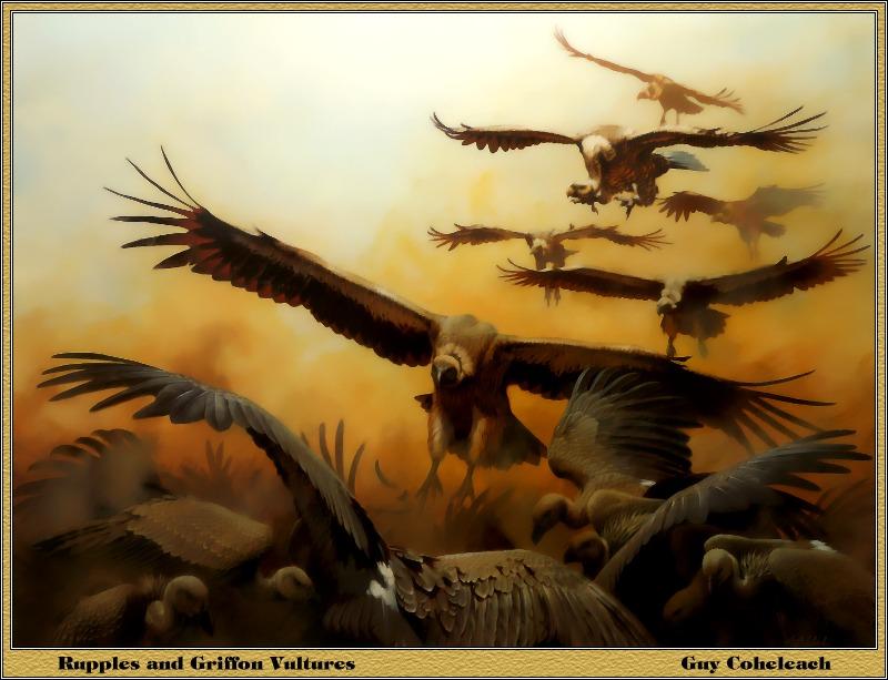 [Animal Art - Guy Coheleach] Eurasian Griffon Vulture flock (Gyps fulvus) {!--흰목걸이독수리-->; DISPLAY FULL IMAGE.