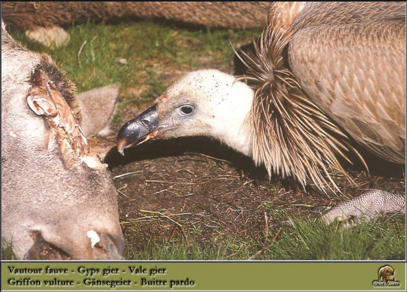 Eurasian Griffon Vulture flock (Gyps fulvus) {!--흰목걸이독수리-->; DISPLAY FULL IMAGE.