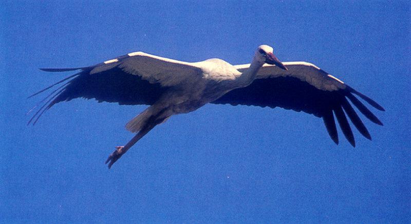 European White Stork (Ciconia ciconia) {!--유럽황새(홍부리황새)-->; DISPLAY FULL IMAGE.