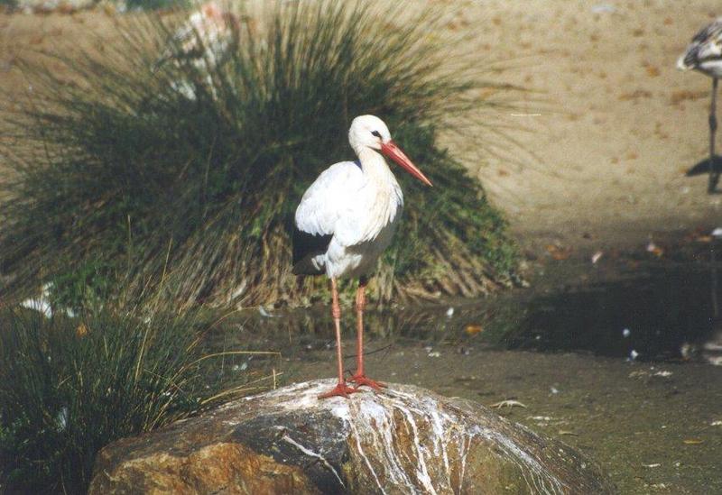 European White Stork (Ciconia ciconia) {!--유럽황새(홍부리황새)-->; DISPLAY FULL IMAGE.