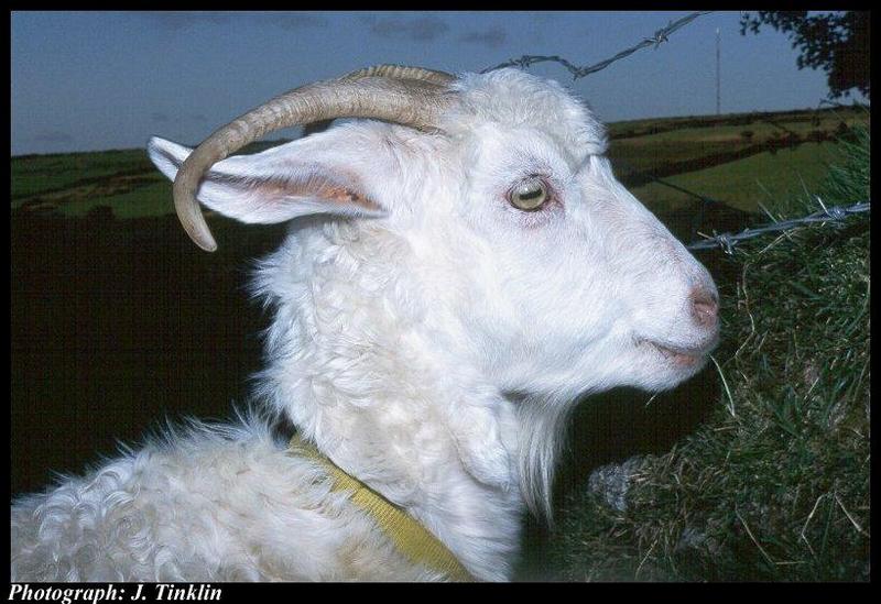 Domestic Goat (Capra hircus) {!--염소-->; DISPLAY FULL IMAGE.