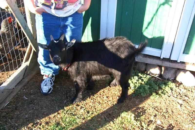 Domestic Goat (Capra hircus) {!--염소-->; DISPLAY FULL IMAGE.