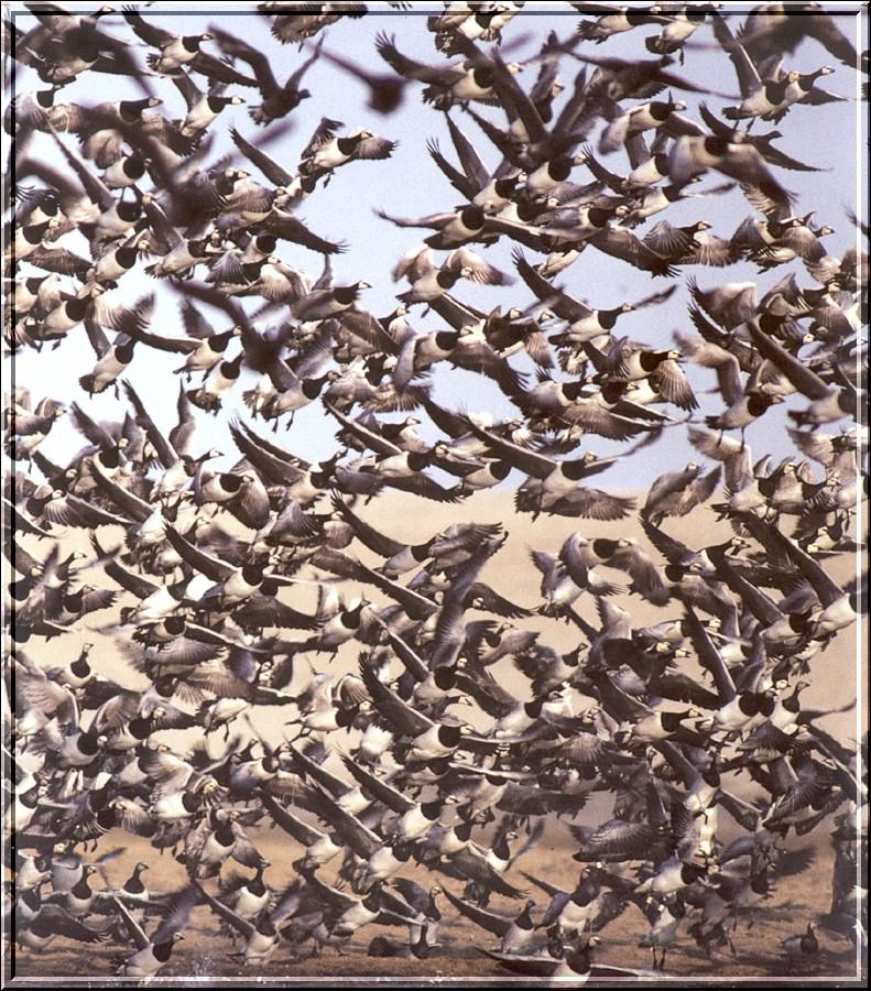 Barnacle Goose flock in flight (Branta leucopsis) {!--흰뺨기러기-->; DISPLAY FULL IMAGE.