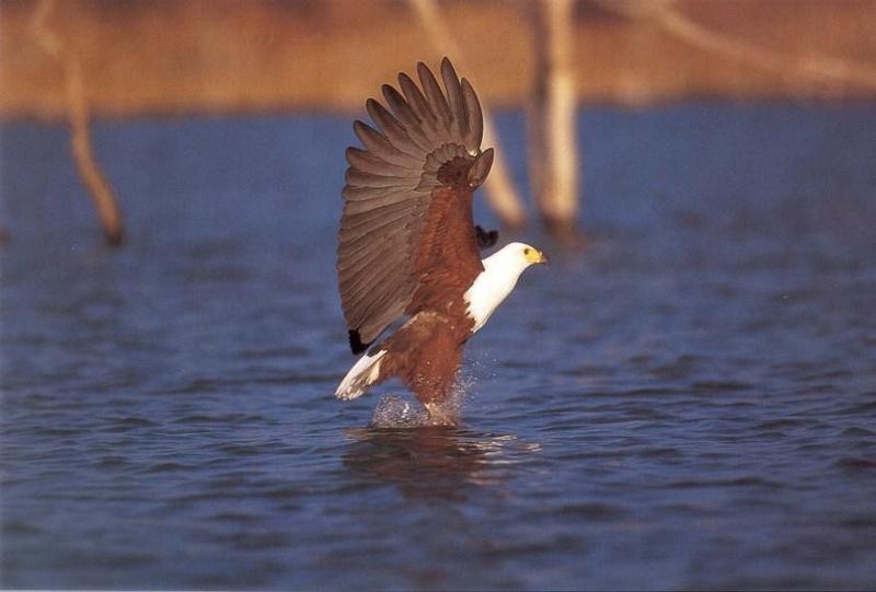 African Fish-eagle (Haliaeetus vocifer) {!--아프리카고기잡이수리-->; DISPLAY FULL IMAGE.