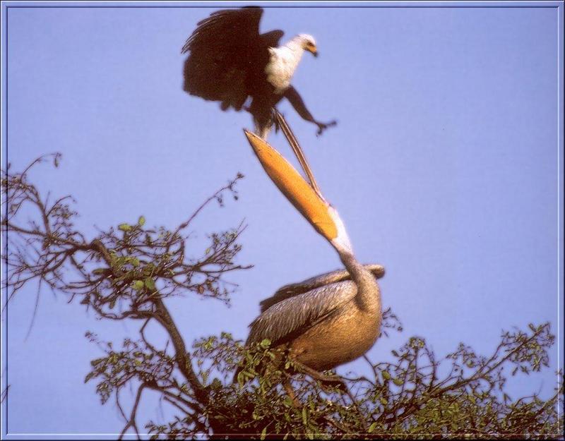 African Fish-eagle (Haliaeetus vocifer) & Pelican; DISPLAY FULL IMAGE.