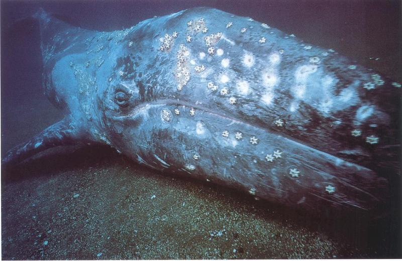 Gray Whale (Eschrichtius robustus) {!--귀신고래(쇠고래)-->; DISPLAY FULL IMAGE.