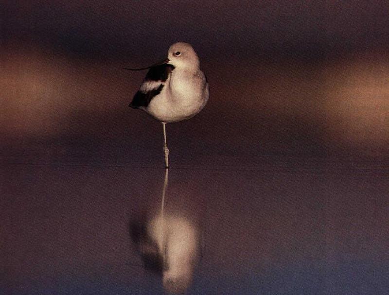 American Avocet (Recurvirostra americana) {!--아메리카뒷부리장다리물떼새-->; DISPLAY FULL IMAGE.