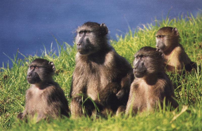 Baboons {!--개코원숭이-->; DISPLAY FULL IMAGE.
