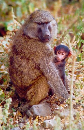 Baboon mother and infant {!--개코원숭이-->; Image ONLY