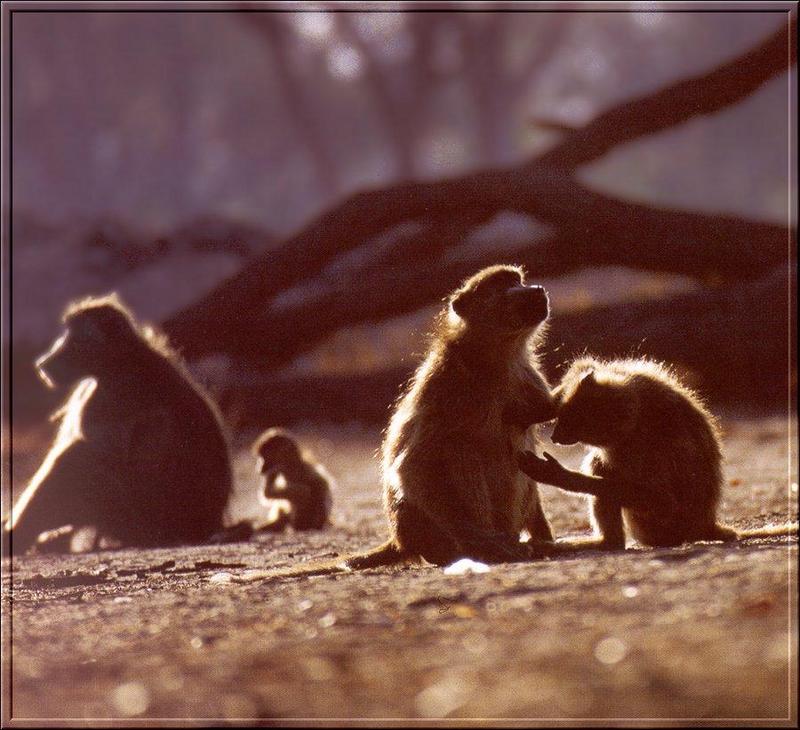 Baboon family {!--개코원숭이-->; DISPLAY FULL IMAGE.