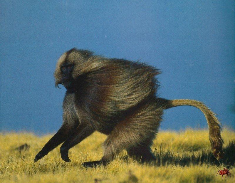 Gelada Baboon (Theropithecus gelada) {!--겔라다개코원숭이-->; DISPLAY FULL IMAGE.