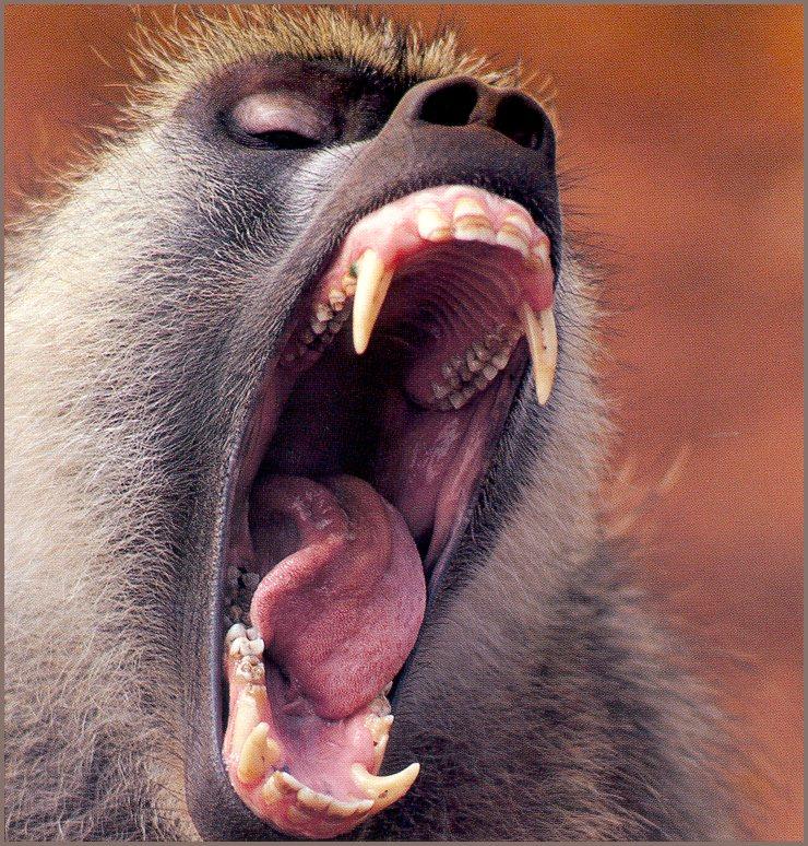 olive baboon teeth