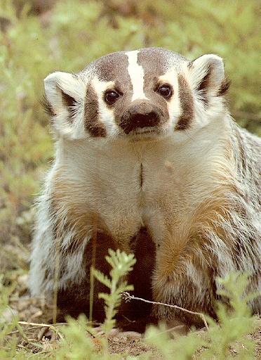 American Badger (Taxidea taxus) {!--아메리카오소리-->; Image ONLY