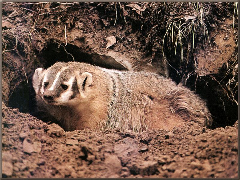 American Badger (Taxidea taxus) {!--아메리카오소리-->; DISPLAY FULL IMAGE.