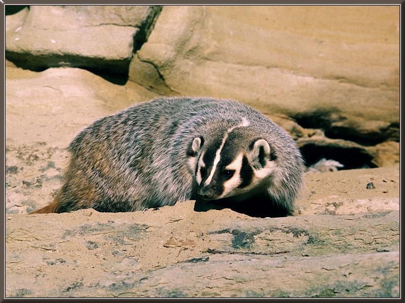 American Badger (Taxidea taxus) {!--아메리카오소리-->; DISPLAY FULL IMAGE.