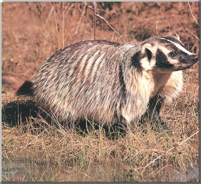 American Badger (Taxidea taxus) {!--아메리카오소리-->; Image ONLY