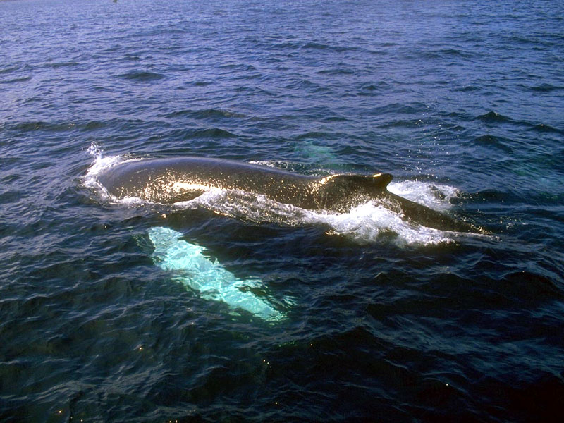 Humpback Whale family (Megaptera novaeangliae) {!--혹등고래-->; DISPLAY FULL IMAGE.