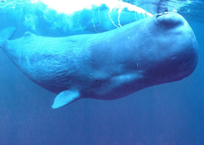 Sperm Whale (Physeter catodon) {!--향유고래-->; DISPLAY FULL IMAGE.