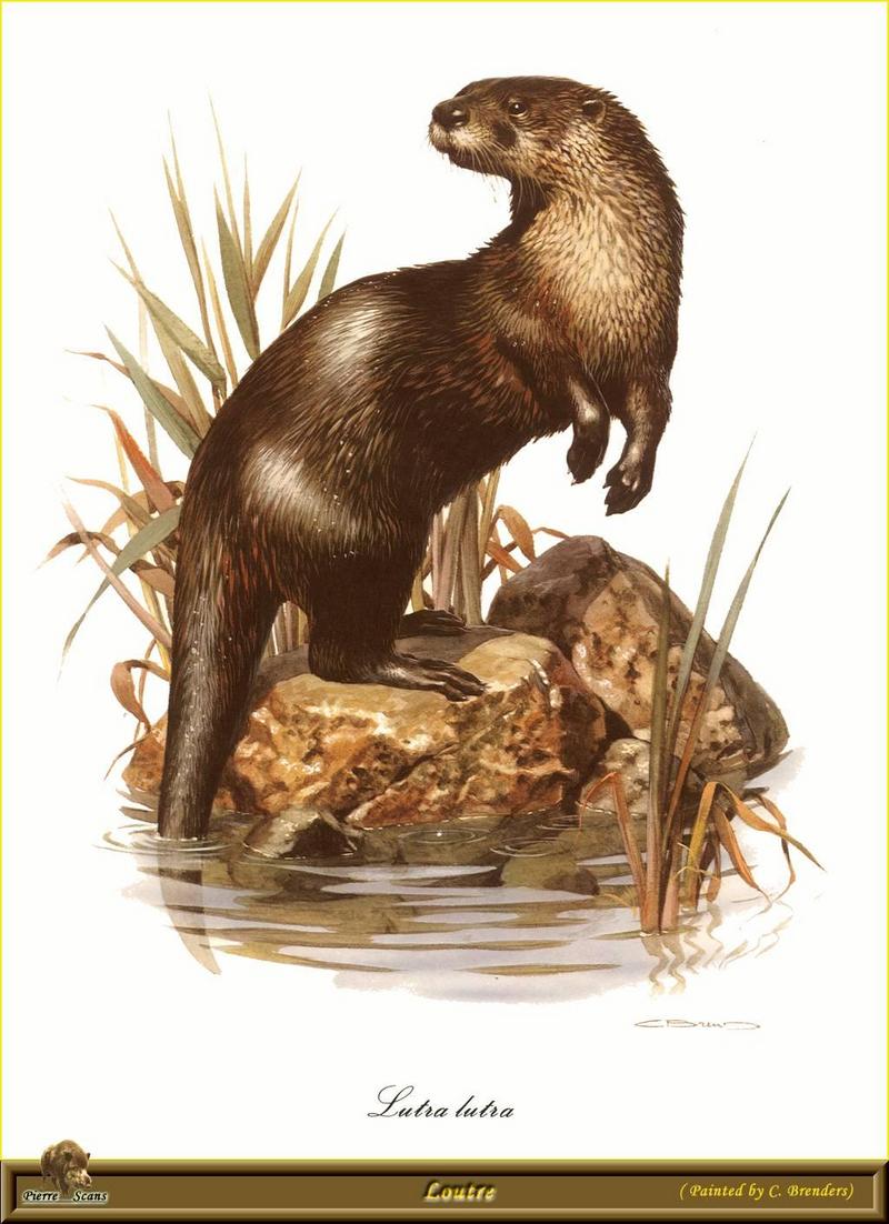 [Animal Art - Carl Brenders] Eurasian Otter (Lutra lutra) {!--유라시아수달(수달)-->; DISPLAY FULL IMAGE.