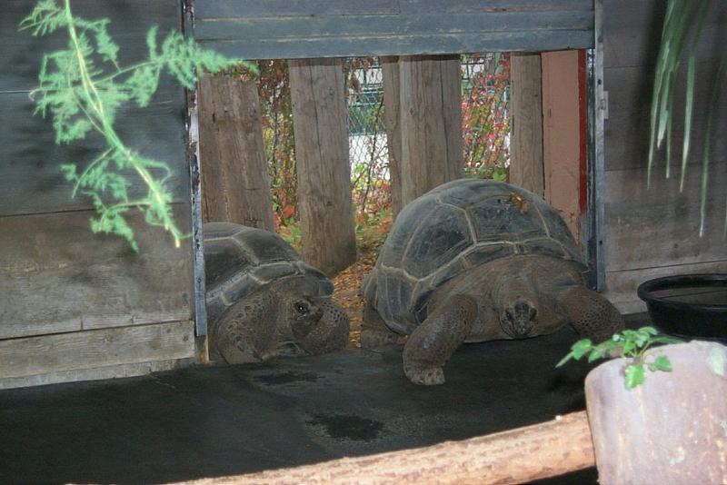 Aldabra Tortoise pair (Geochelone gigantea) {!--알다브라코끼리거북-->; DISPLAY FULL IMAGE.