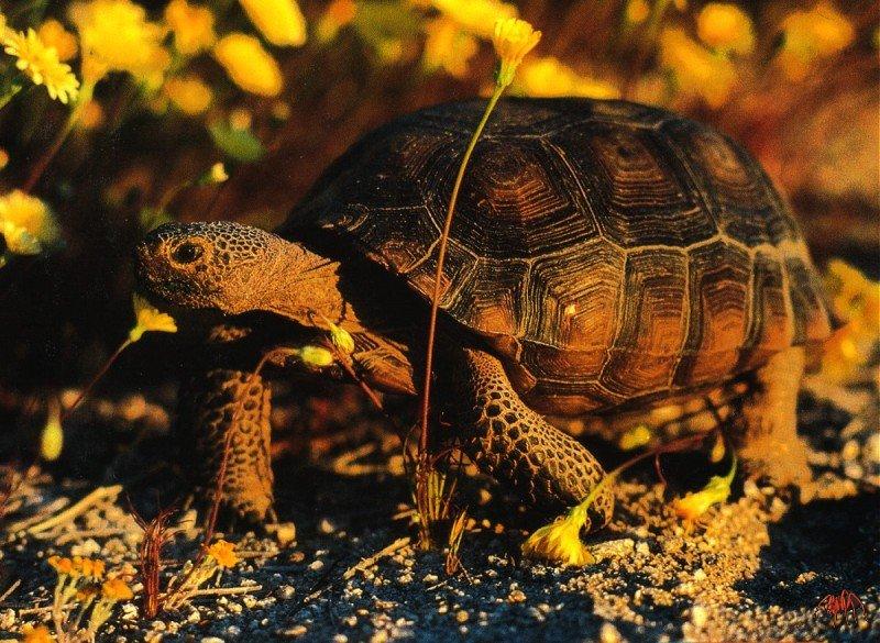 Desert Tortoise (Gopherus agassizii) {!--사막거북-->; DISPLAY FULL IMAGE.
