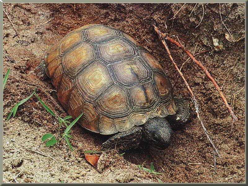 Gopher Tortoise (Gopherus polyphemus) {!--뒤쥐거북(고퍼거북)-->; DISPLAY FULL IMAGE.