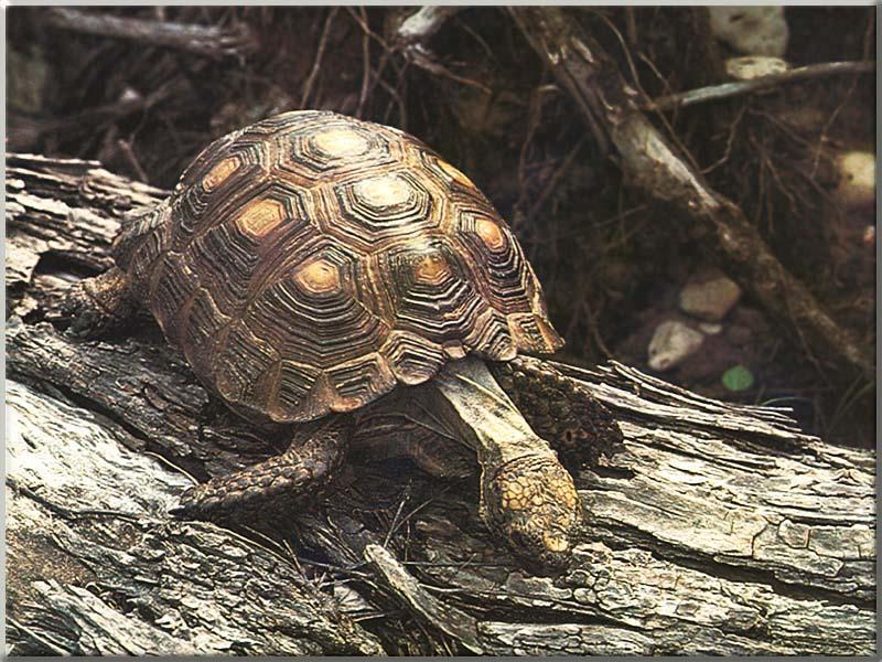 (Berlandier's) Texas tortoise (Gopherus berlandieri) {!--텍사스거북-->; DISPLAY FULL IMAGE.