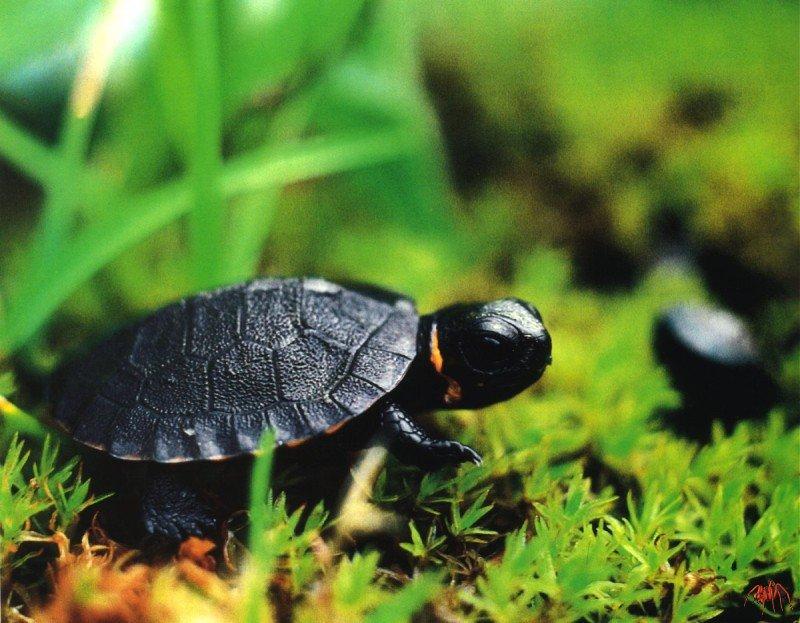 Bog Turtle (Clemmys muhlenbergii) {!--미국늪거북-->; Image ONLY