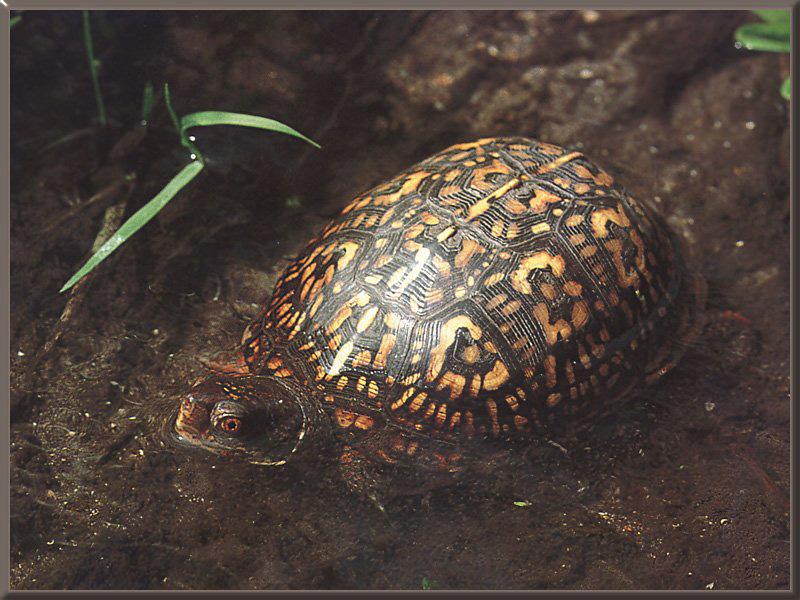 Eastern Box Turtle (Terrapene carolina) {!--캐롤라이나상자거북-->; DISPLAY FULL IMAGE.