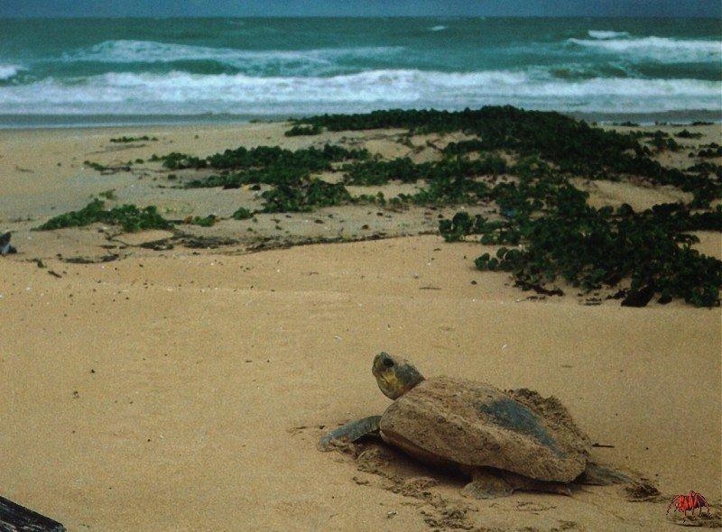 Flatback Turtle (Natator depressa) {!--평갑거북(平甲--)-->; DISPLAY FULL IMAGE.
