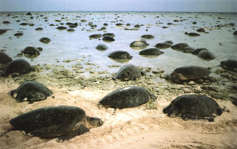 Green Sea Turtle nesting colony (Chelonia mydas) {!--바다거북-->; DISPLAY FULL IMAGE.