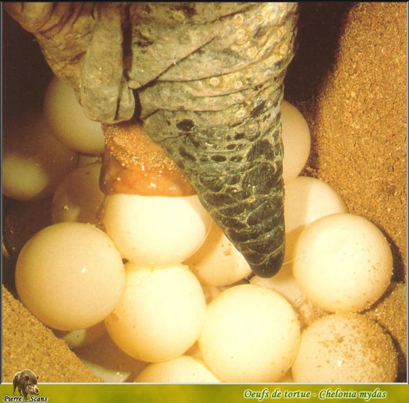 Green Sea Turtle's egg laying (Chelonia mydas) {!--바다거북-->; DISPLAY FULL IMAGE.