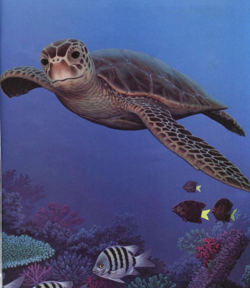 Green Sea Turtle (Chelonia mydas) {!--바다거북-->; DISPLAY FULL IMAGE.