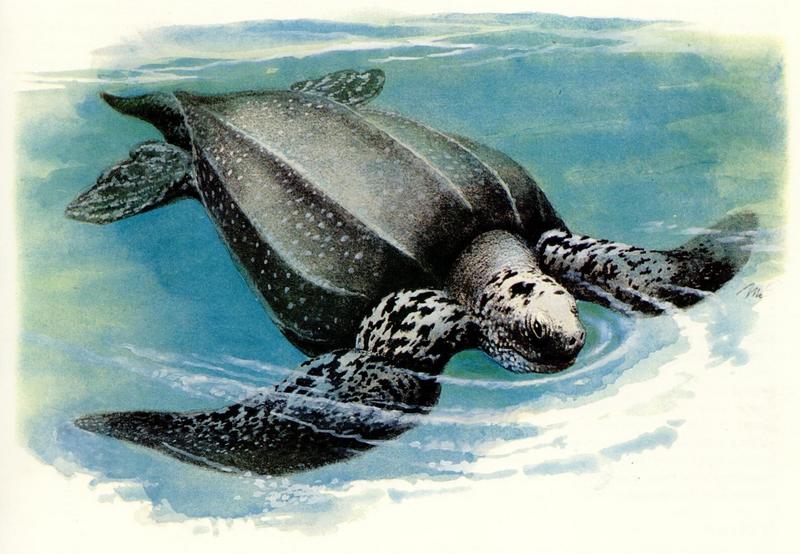  Animal Art Leatherback Sea Turtle Dermochelys Coriacea 
