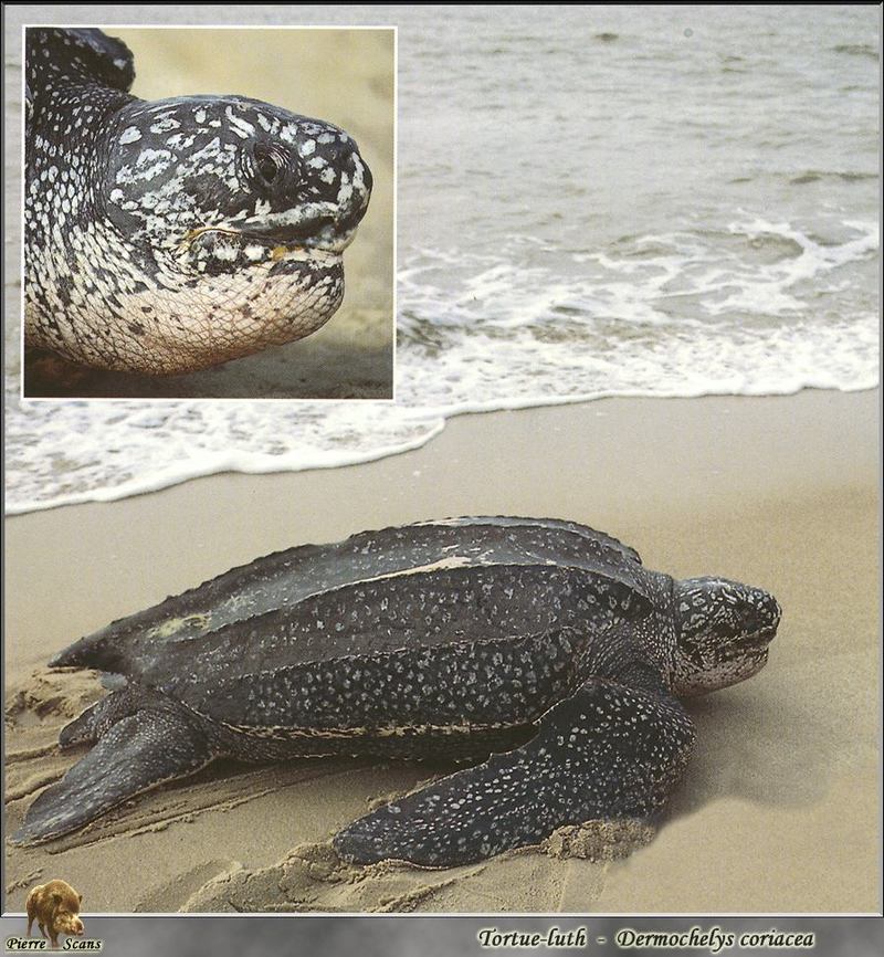 Leatherback Sea Turtle (Dermochelys coriacea) {!--장수거북-->; DISPLAY FULL IMAGE.