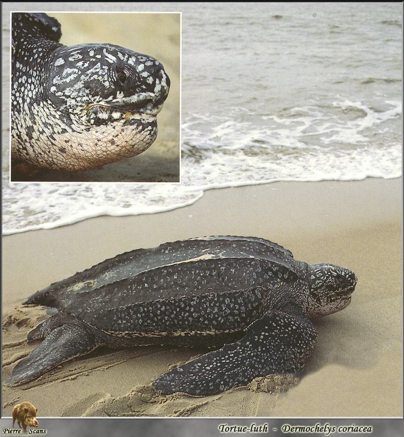 Leatherback Sea Turtle Dermochelys Coriacea DISPLAY FULL 
