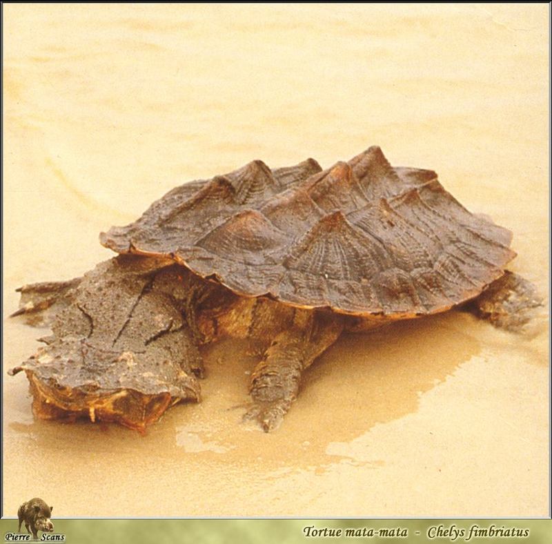 Matamata Turtle (Chelus fimbriatus) {!--마타마타(돗자리거북)-->; DISPLAY FULL IMAGE.
